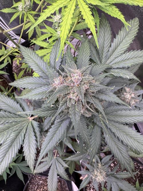 Caramel Auto - FastBuds. Week 10