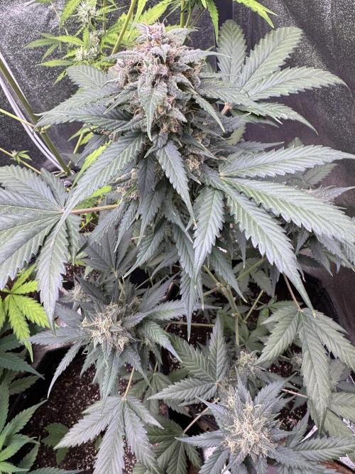 Caramel Auto - FastBuds. Week 10