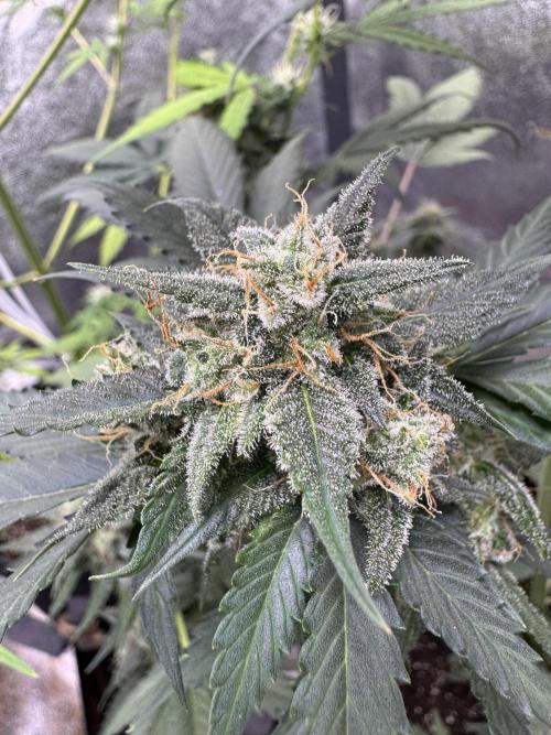 Caramel Auto - FastBuds. Week 10