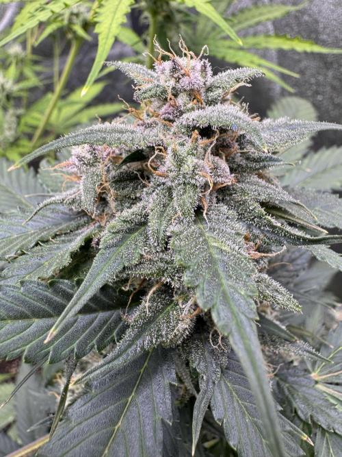 Caramel Auto - FastBuds. Week 10