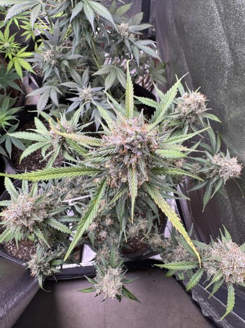 AUTO WHITE WIDOW - Divine Seeds. Week 12