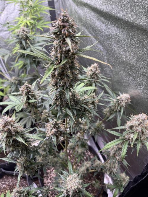 AUTO WHITE WIDOW - Divine Seeds. Week 12