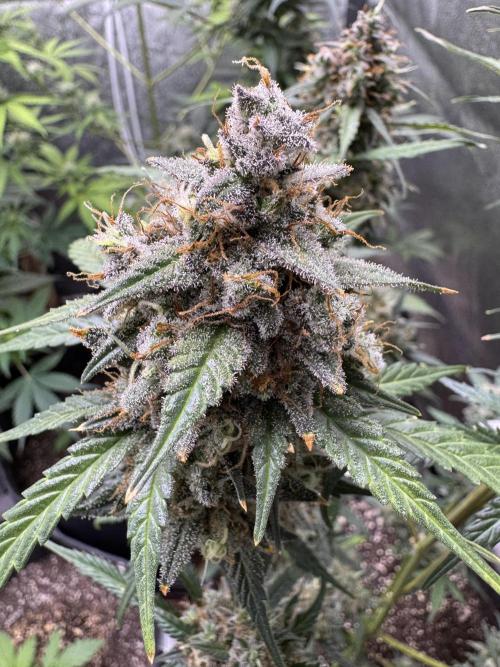 AUTO WHITE WIDOW - Divine Seeds. Week 12