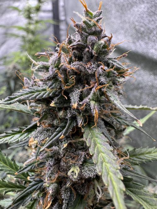 AUTO WHITE WIDOW - Divine Seeds. Week 12