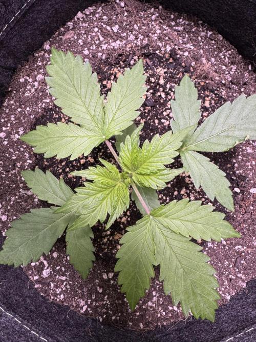 Wild Strawberry F1 Auto Run 2-TasteBudz. Week 3