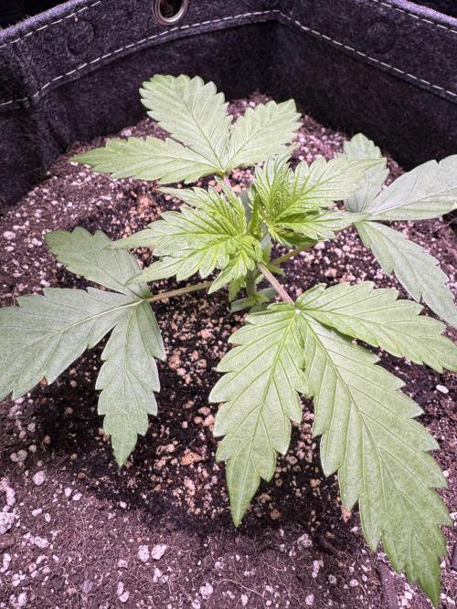 Wild Strawberry F1 Auto Run 2-TasteBudz. Week 3