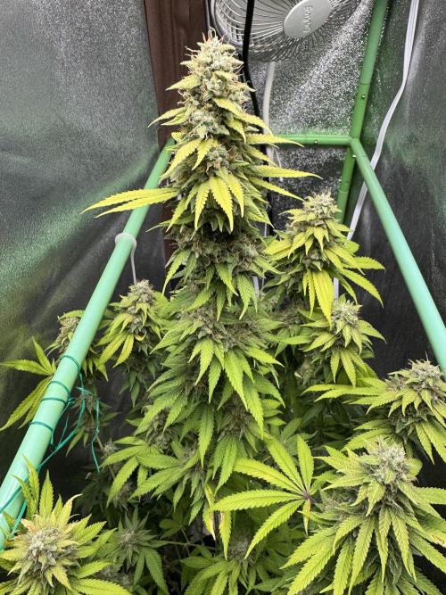 Big Demon by Divine Seeds. Week 18