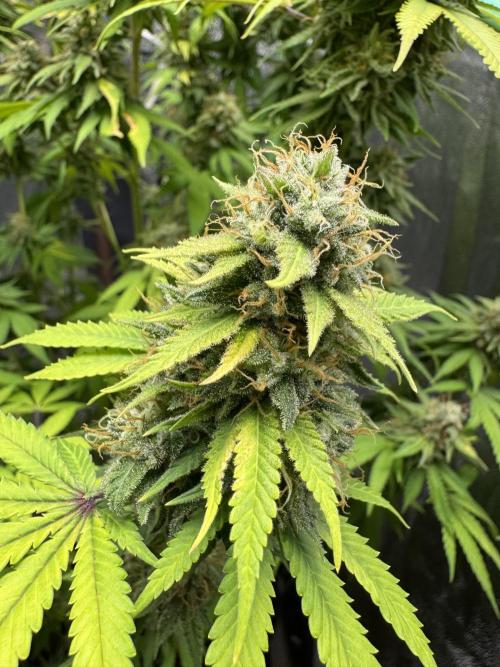 Big Demon by Divine Seeds. Week 18