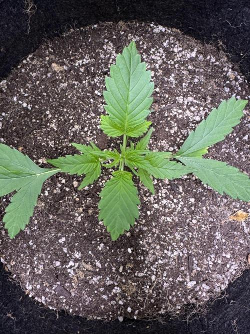 Purple Tangie Auto - Supernatural Seeds. Week 4