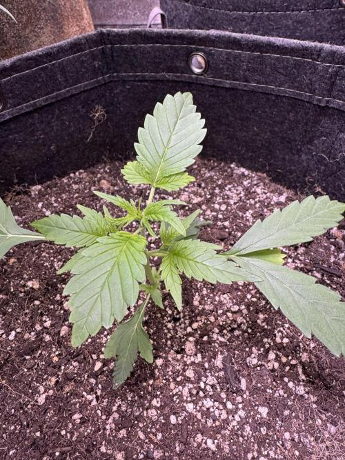 Purple Tangie Auto - Supernatural Seeds. Week 4