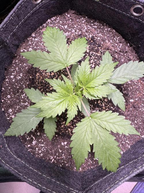 Wild Strawberry F1 Auto Run 2-TasteBudz. Week 3