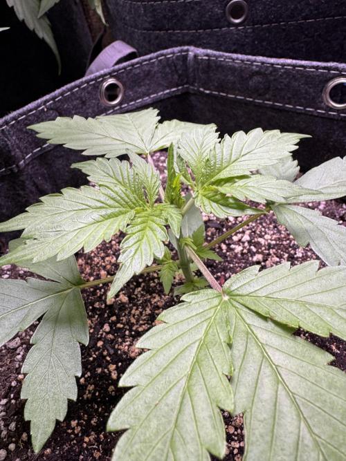 Wild Strawberry F1 Auto Run 2-TasteBudz. Week 3