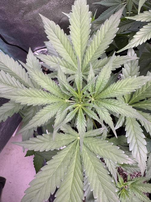 Sour Apple X Strawberry Gorilla Auto. Week 5