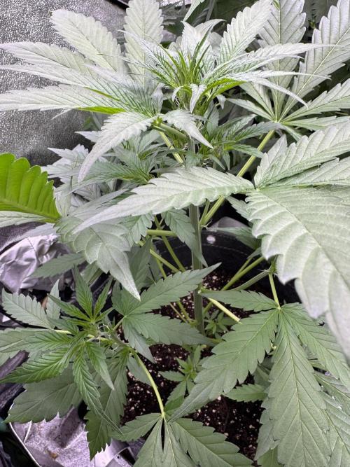 Sour Apple X Strawberry Gorilla Auto. Week 5