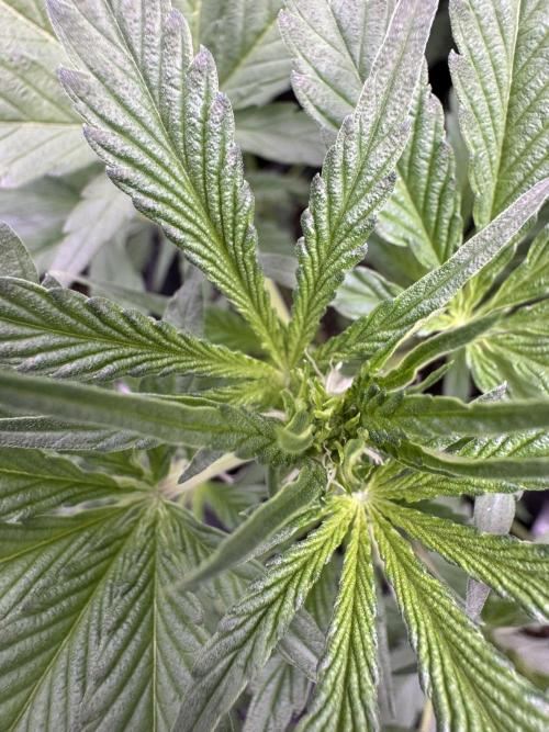 Sour Apple X Strawberry Gorilla Auto. Week 5