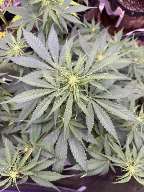 Apple Betty Auto from Herbies Seeds. Week 7