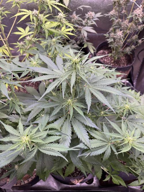 Apple Betty Auto from Herbies Seeds. Week 7