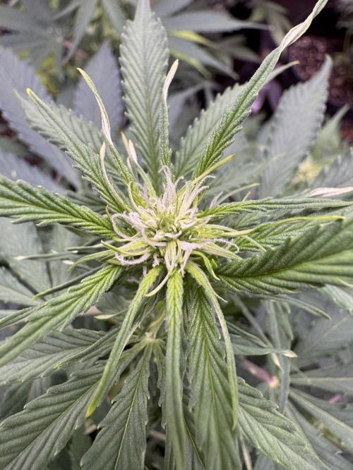 Apple Betty Auto from Herbies Seeds. Week 7