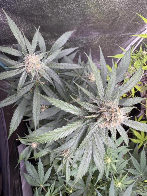 Wurlz F1 Autoflower - Zamnesia Seeds. Week 9