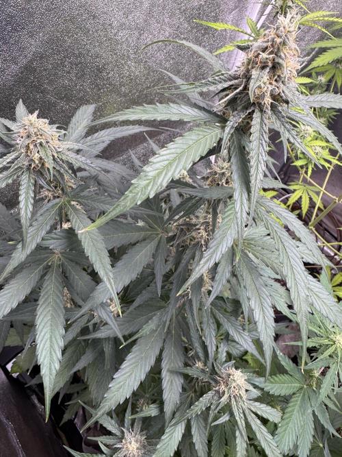 Wurlz F1 Autoflower - Zamnesia Seeds. Week 9