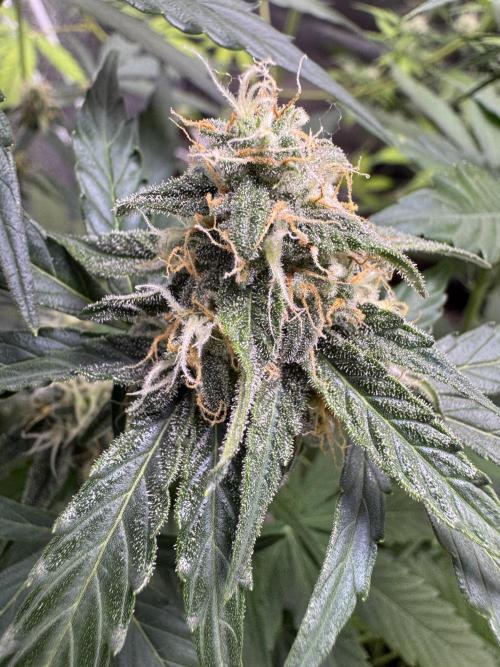 Wurlz F1 Autoflower - Zamnesia Seeds. Week 9