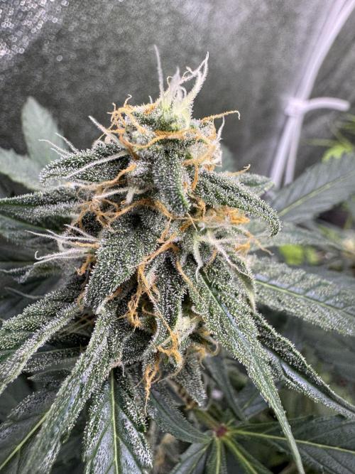 Wurlz F1 Autoflower - Zamnesia Seeds. Week 9