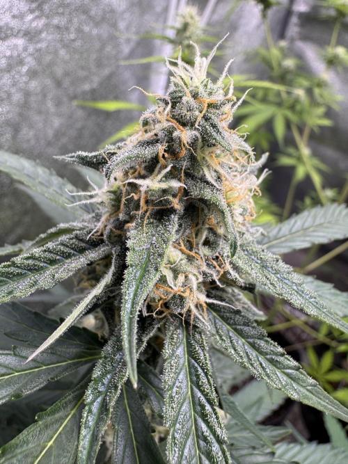 Wurlz F1 Autoflower - Zamnesia Seeds. Week 9