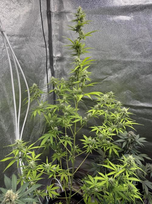 CBD Lemon Auto - Herbies Seeds. Week 8