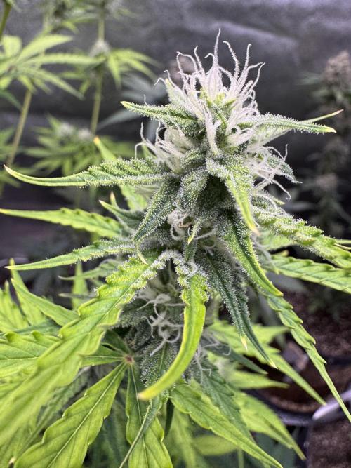 CBD Lemon Auto - Herbies Seeds. Week 8