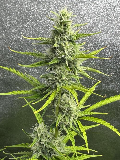 CBD Lemon Auto - Herbies Seeds. Week 8