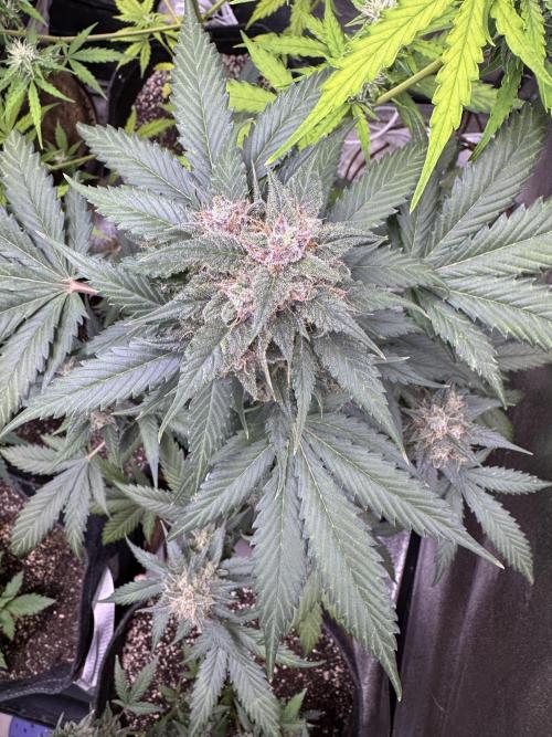 Caramel Auto - FastBuds. Week 11