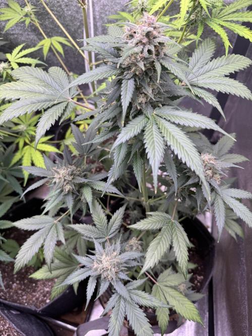 Caramel Auto - FastBuds. Week 11