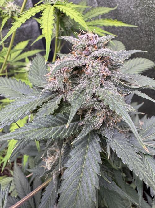 Caramel Auto - FastBuds. Week 11