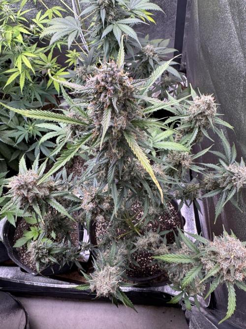 AUTO WHITE WIDOW - Divine Seeds. Week 13