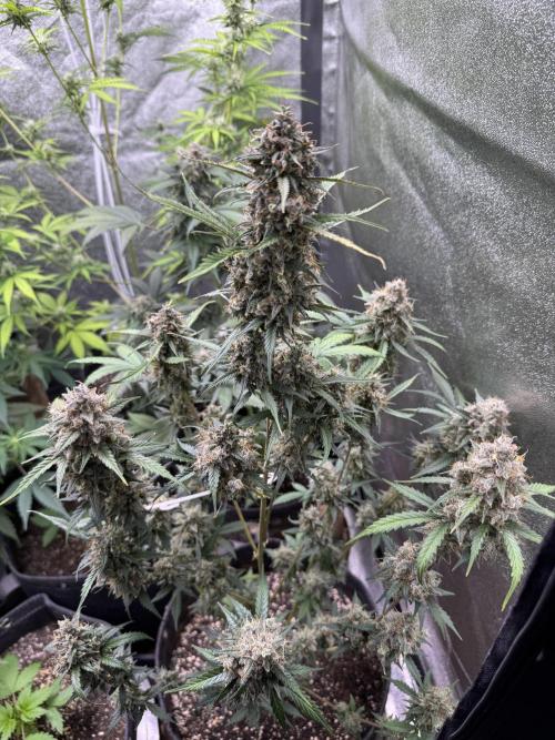 AUTO WHITE WIDOW - Divine Seeds. Week 13