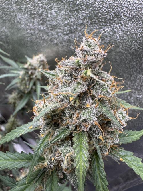 AUTO WHITE WIDOW - Divine Seeds. Week 13