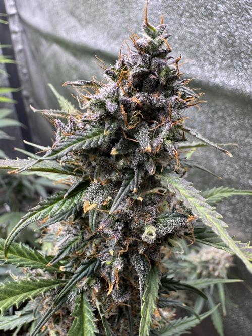 AUTO WHITE WIDOW - Divine Seeds. Week 13