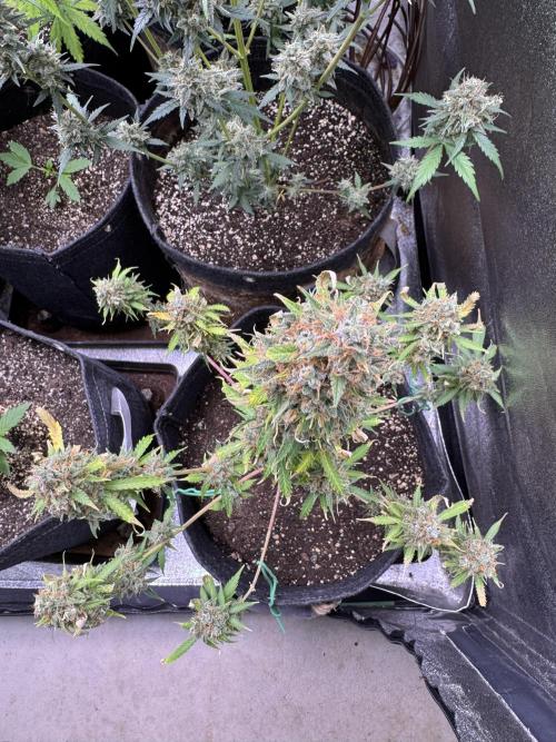 Elephant Berry Auto. Week 15