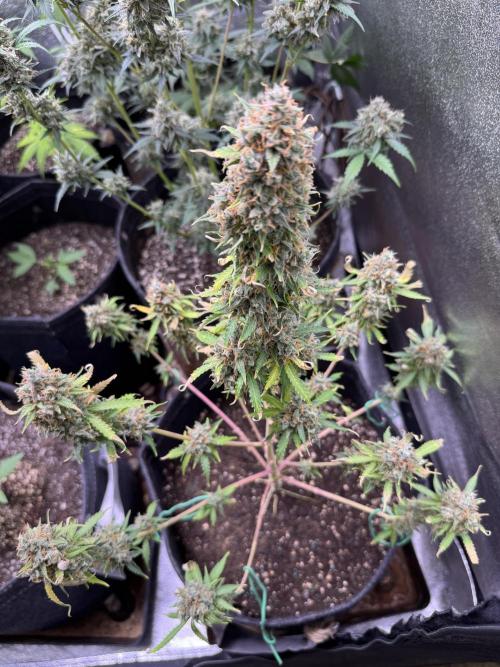 Elephant Berry Auto. Week 15