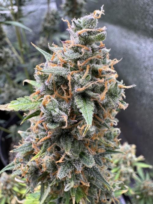 Elephant Berry Auto. Week 15