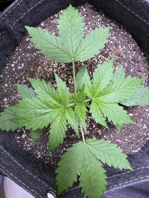 Wild Strawberry F1 Auto Run 2-TasteBudz. Week 3