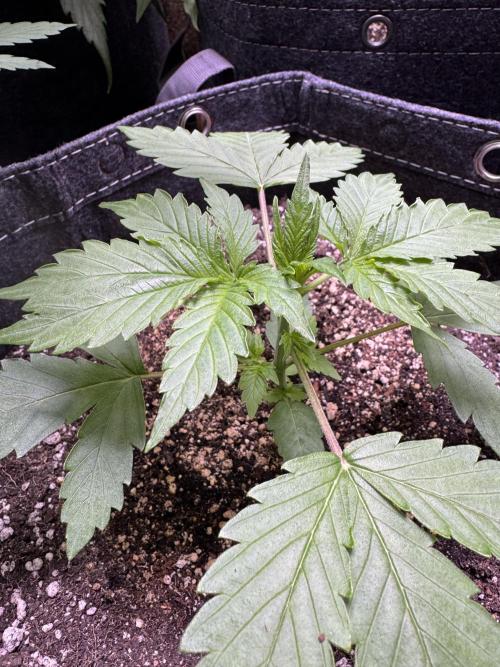 Wild Strawberry F1 Auto Run 2-TasteBudz. Week 3