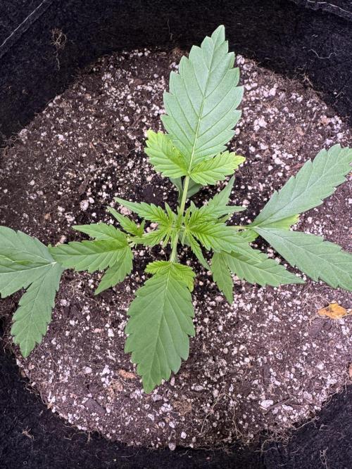 Purple Tangie Auto - Supernatural Seeds. Week 4