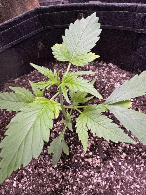 Purple Tangie Auto - Supernatural Seeds. Week 4