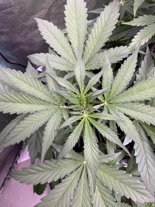 Sour Apple X Strawberry Gorilla Auto. Week 6