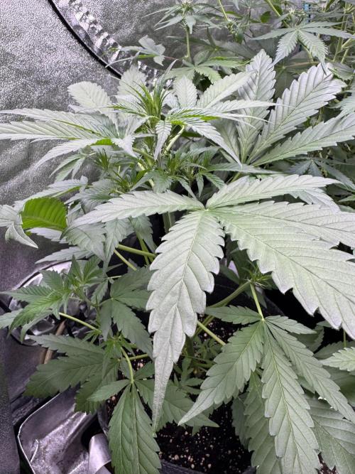 Sour Apple X Strawberry Gorilla Auto. Week 6