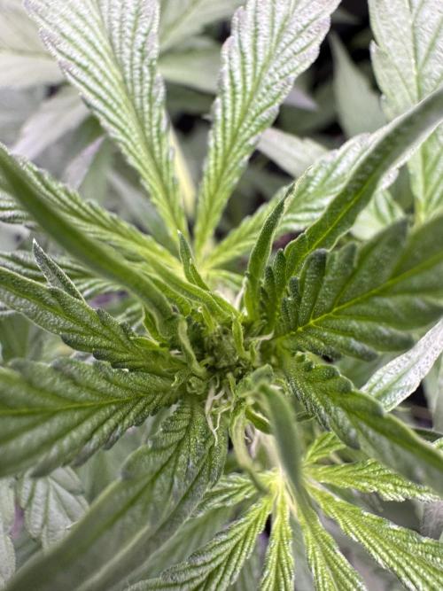 Sour Apple X Strawberry Gorilla Auto. Week 6