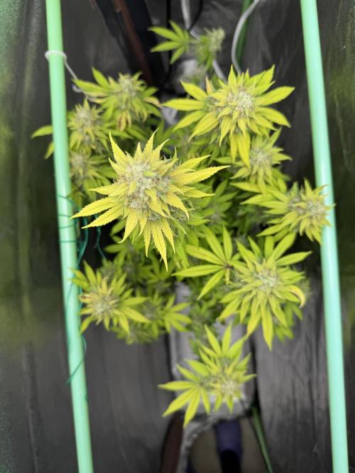 Big Demon by Divine Seeds. Week 19