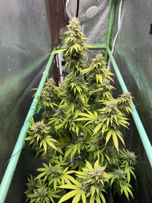 Big Demon by Divine Seeds. Week 19