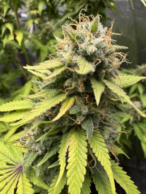 Big Demon by Divine Seeds. Week 19